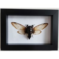 Framed - Acuta Cicada