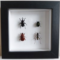 Framed - Vietnam Mixed Insects II