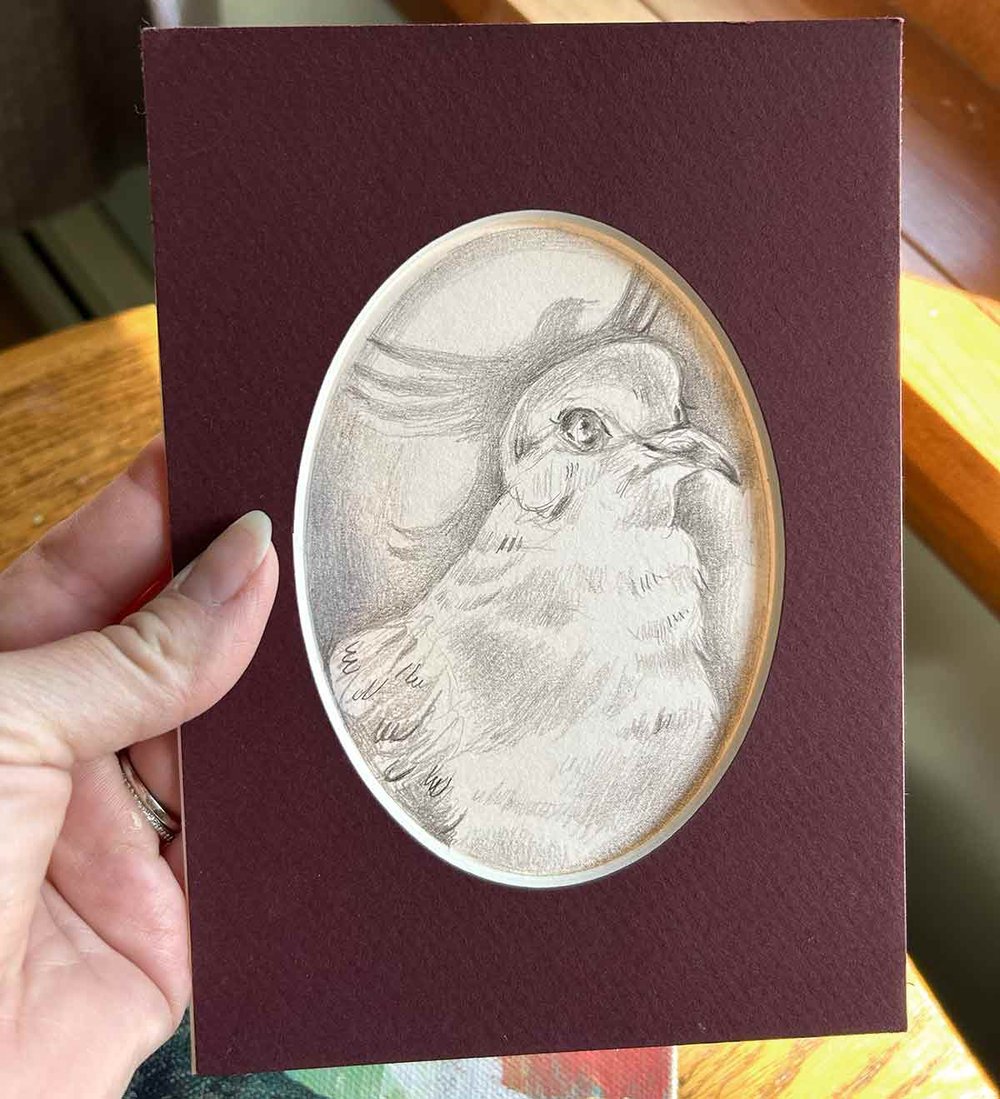 Zenaida macroura – Mourning Dove graphite Drawing