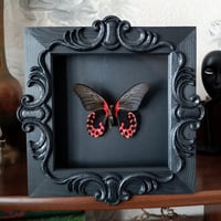 Image 2 of Scarlet Mormon butterfly