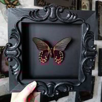 Image 1 of Scarlet Mormon butterfly