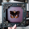 Hypolimnas Pandarus Butterfly