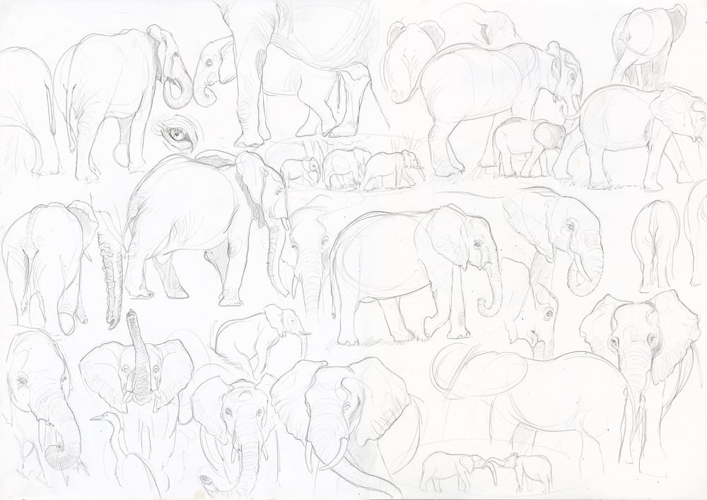 Image of Elephant study sheet - 59 X 42 CM