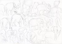 Elephant study sheet - 59 X 42 CM