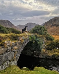 The Posioned Glen. 