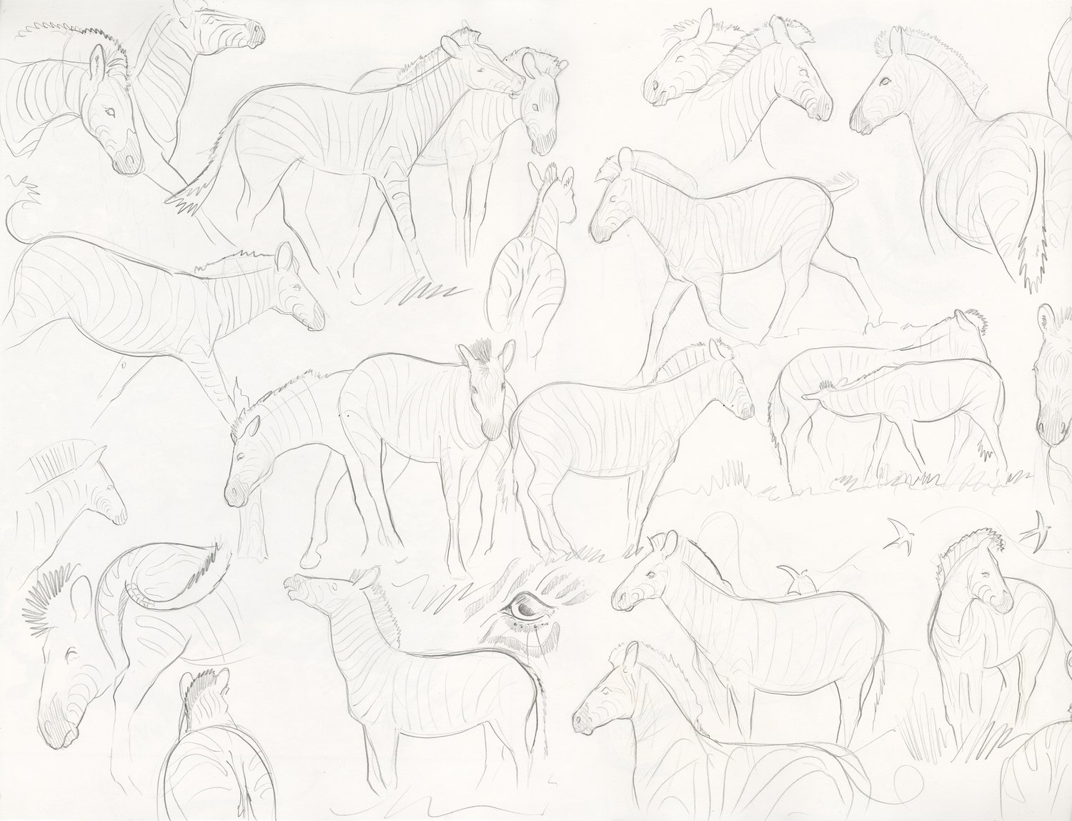 Image of Zebra Study Sheet - 59 x 42 cm