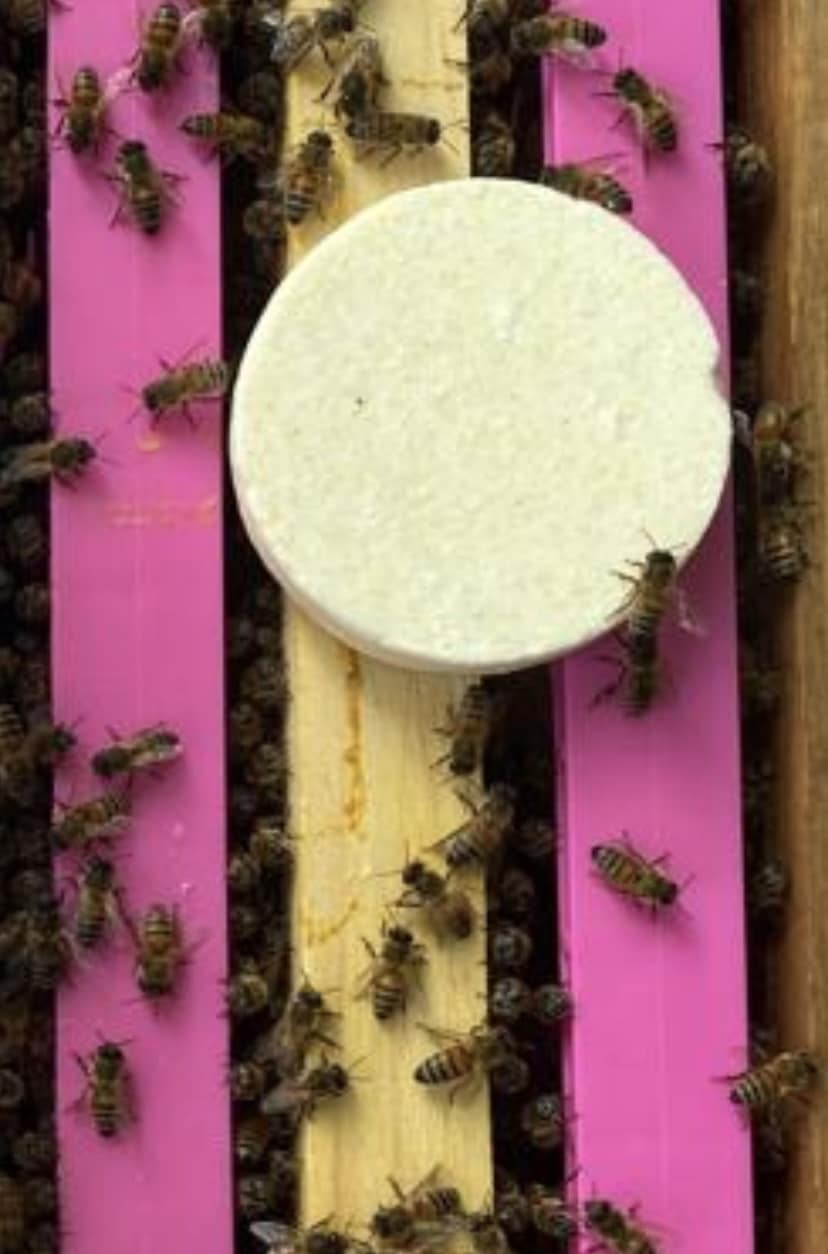 Apitablet 24 Packs of 10 Apitablets (1 case - 240 Tablets) | Beewares