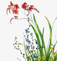 Image of Crocosmia greeting card