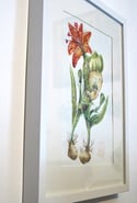 Botanicuties Specimen no. 21 - Framed original artwork i