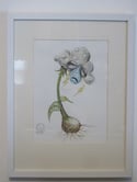 Botanicuties Specimen no. 16- Framed original artwork