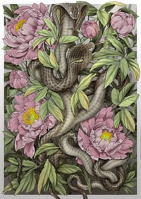 Bicephalic Serpent