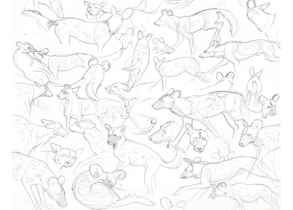 Image of Painted dogs study sheet - Framed Original