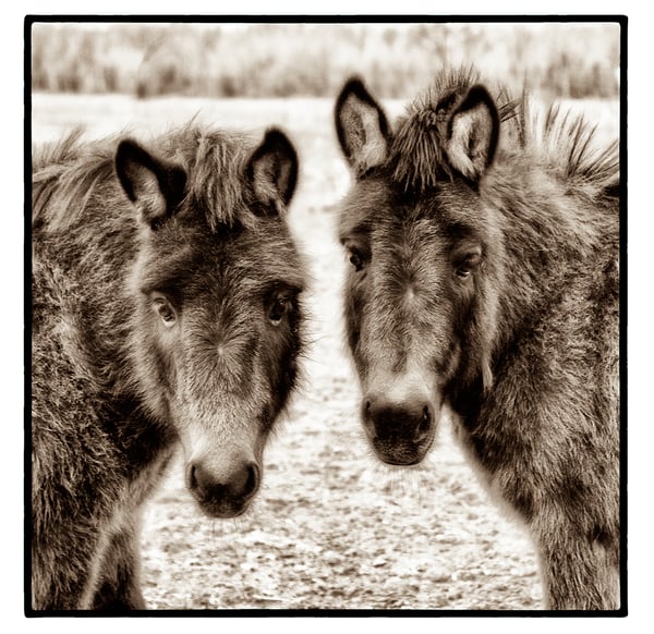 Image of Polly & Puck Pose (Note Card)