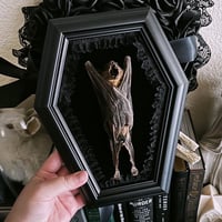Image 1 of Taxidermy Bat Coffin Frame - Black Velvet