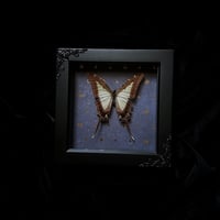 Photographium Eurytides leucaspis Swallowtail - Celestial