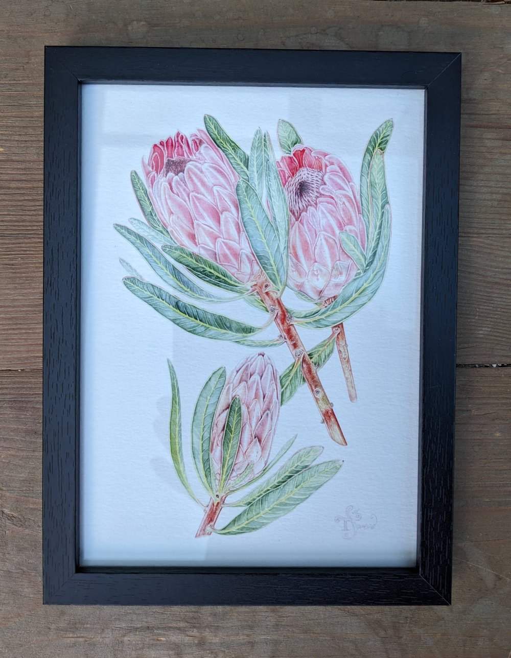 Image of Framed A5 Protea Giclée Print