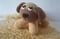 Image of Perro puppy