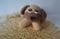 Image of Perro puppy