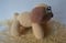Image of Perro puppy