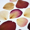 Herbario puzzle pétalos de rosa CM28