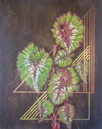 Image 1 of Painted Leaf Begonia 