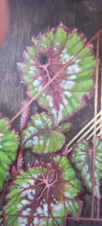 Image 2 of Painted Leaf Begonia 