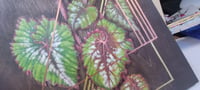 Image 3 of Painted Leaf Begonia 