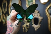 Image 1 of A1 Jungle Jade Swallowtail (Unspread/Folded)