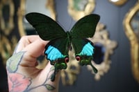 Image 2 of A1 Jungle Jade Swallowtail (Unspread/Folded)
