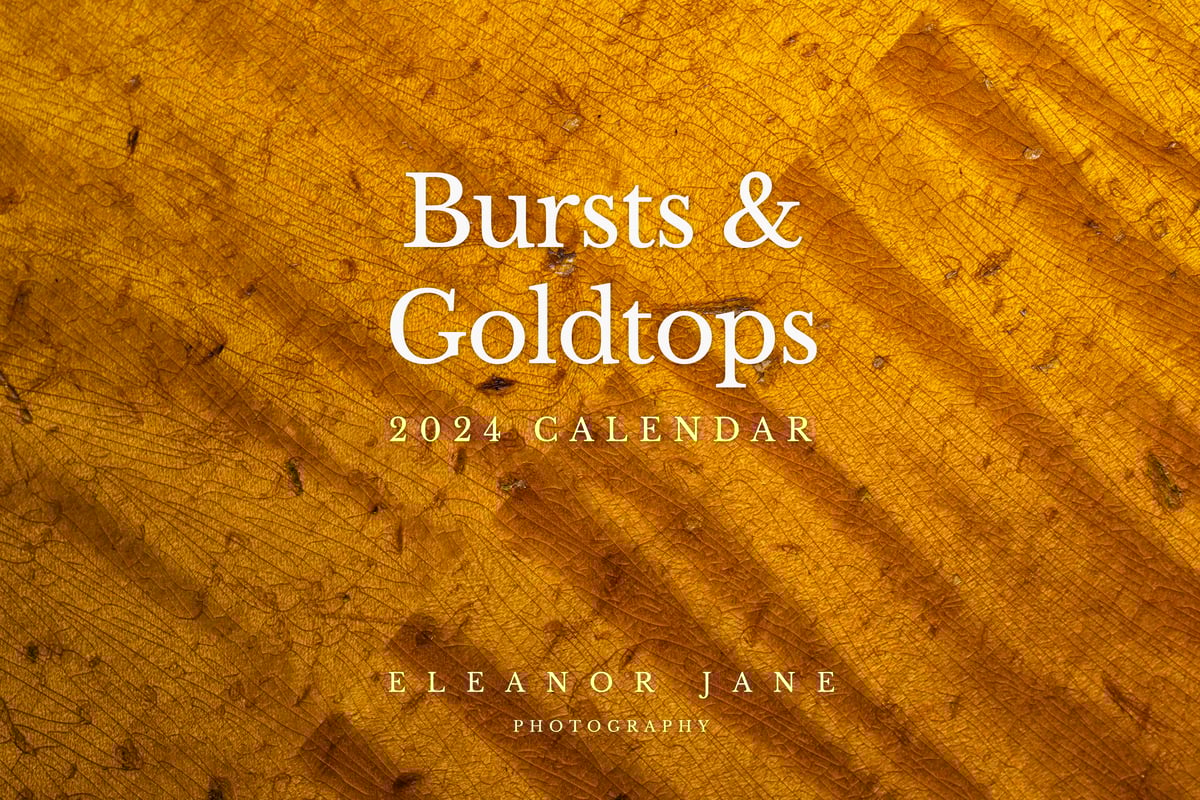 Bursts Goldtops Calender 2024 By Eleanor Jane The Les Paul Forum bursts-goldtops-calender-2024-by-eleanor-jane-the-les-paul-forum