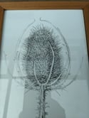 Teasel - Original Ink Drawing in a Wooden Frame