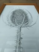 Teasel - Original Ink Drawing in a Wooden Frame