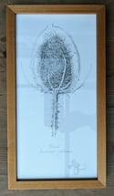 Teasel - Original Ink Drawing in a Wooden Frame