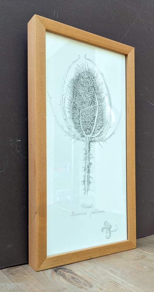 Image of Teasel - Original Ink Drawing in a Wooden Frame