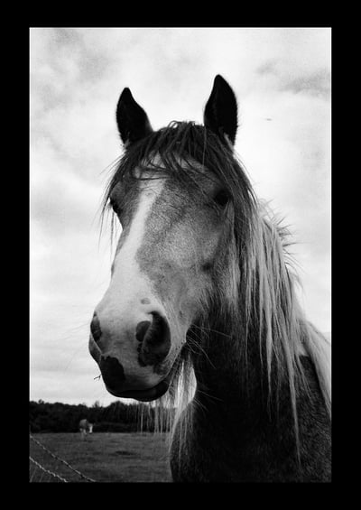 Image of Horse Portrait