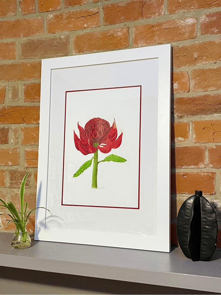 Image of Telopea Waratah