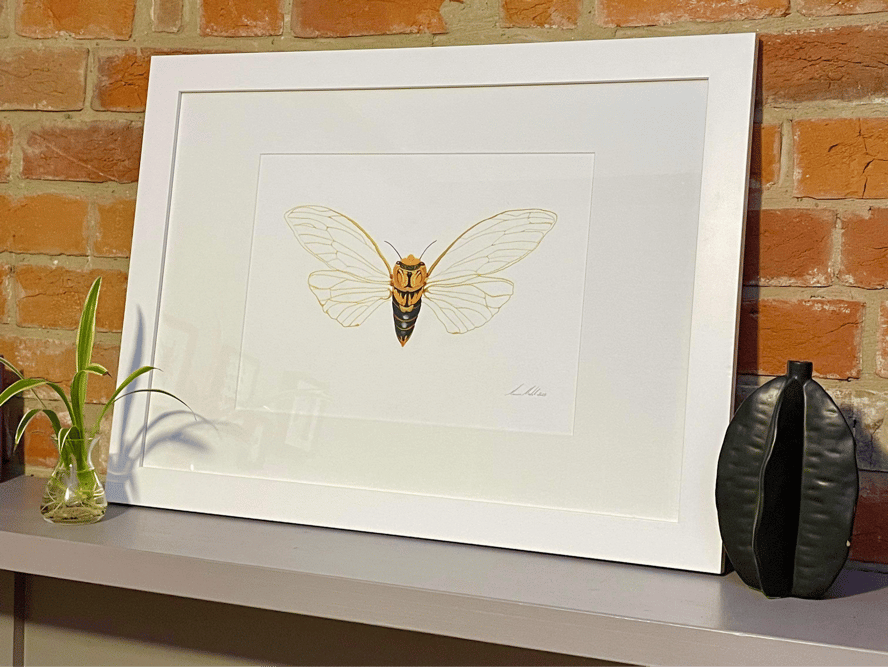 Image of Cyclochila australasiae Masked Decil Cicada