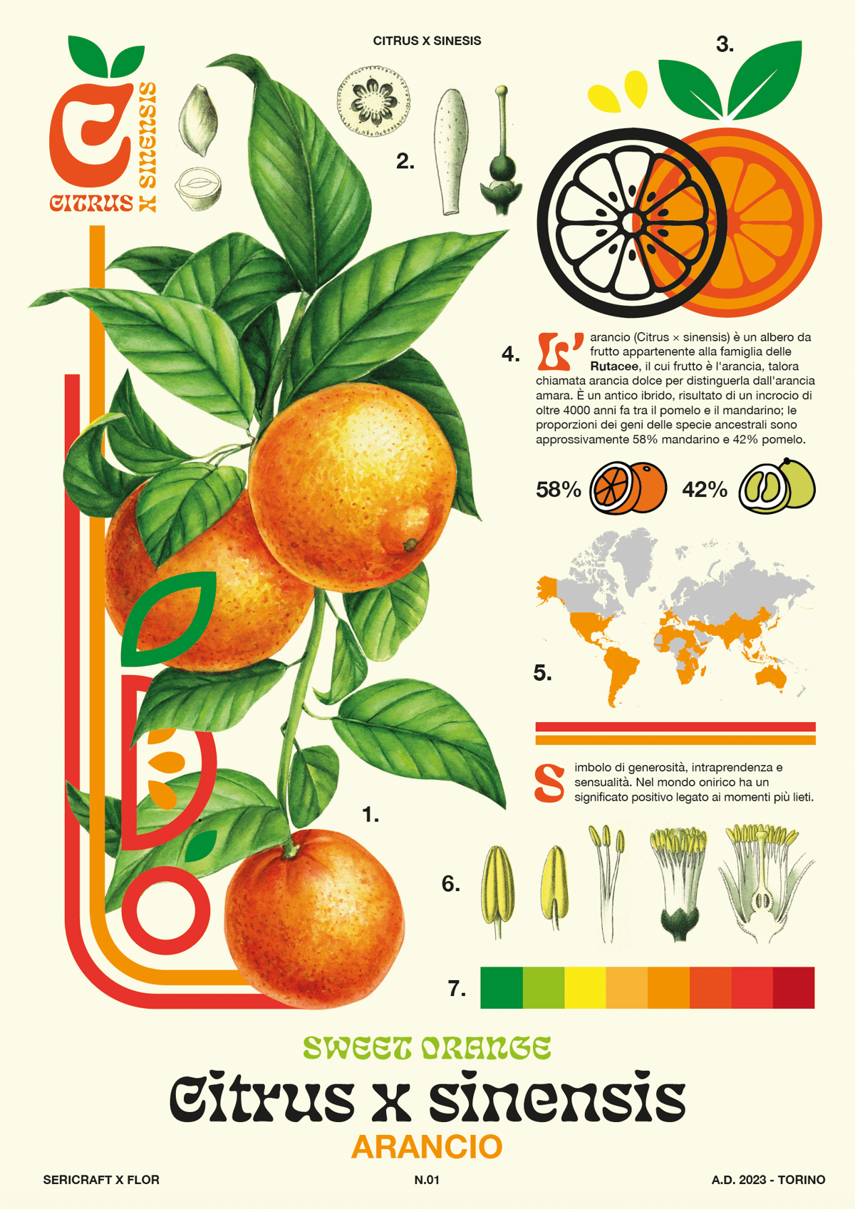 Image of Sericraft x Flor - N.01 Citrus x sinesis - Botanical poster