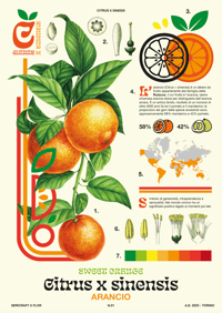 Sericraft x Flor - N.01 Citrus x sinesis - Botanical poster