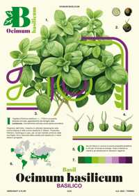 Sericraft x Flor - N.03 Ocimum basilicum - Botanical poster