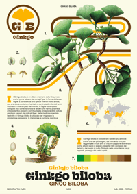 Sericraft x Flor - N.05 Ginkgo biloba - Botanical poster