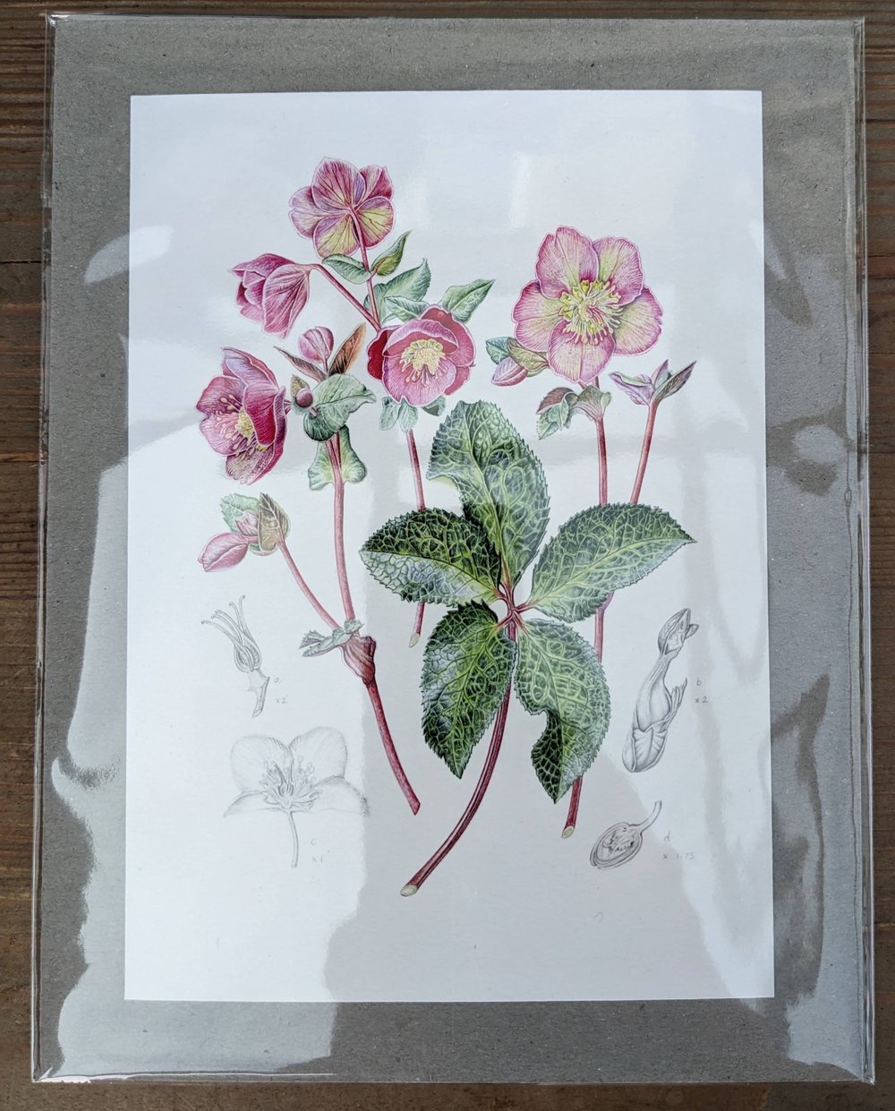Image of Framed A5 Hellebore Print