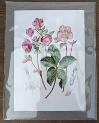 Image 4 of Framed A5 Hellebore Print