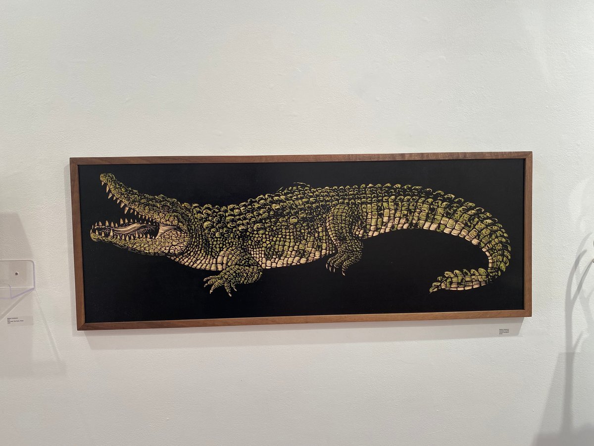 Image of Saltwater Crocodile