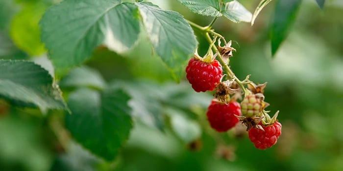 RELAXIN' RASPBERRY TEABAGS/ FRUIT POWDER-Cramps-Labor-PMS-Lactation-Postpartum-Diarrhea-Cognition