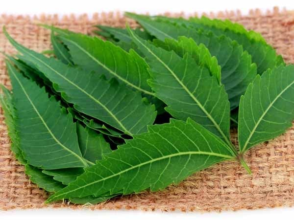 NEEMLY YOURS! Powder/Leaves/Teabags. Diabetes-Fungi-Viruses-Parasites-Allergies-Infections.