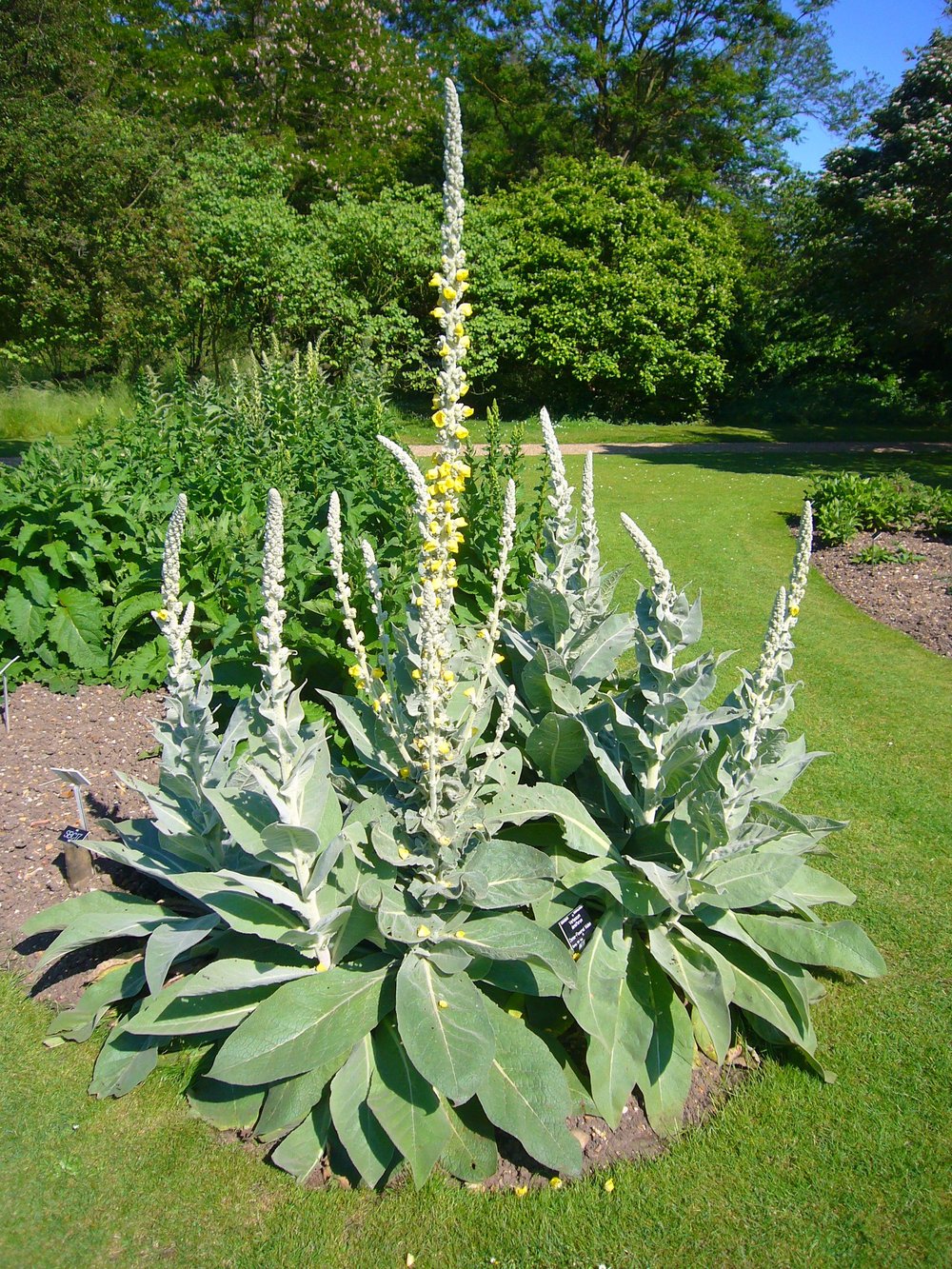 MULLE-IN It Over! Mullein Bush Leaf Tea For Respiratory-Breathing-Lung-Fever-Cough Support