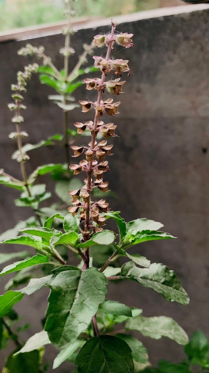 HOLY TULSI! Basil. Cravings-Blood Sugar-Cognition-Heart-Cholesterol-Kidney Stones-Mood-Headache-PCOS