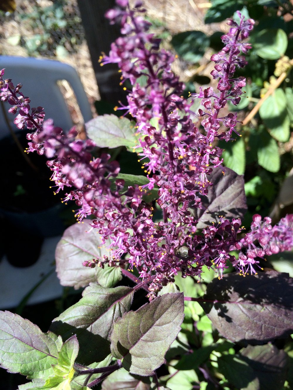 HOLY TULSI! Basil. Cravings-Blood Sugar-Cognition-Heart-Cholesterol-Kidney Stones-Mood-Headache-PCOS