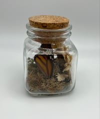 Image 1 of Monarch Wing Glass Jar